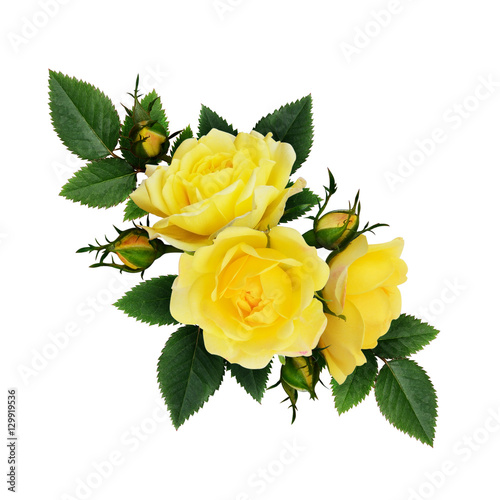 Yellow rose flowers composition