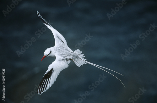 Red-billed Tropicbird flying above sea elevated view photo