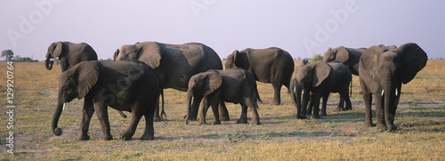 African Elephants (Loxodonta Africana) on savannah © moodboard