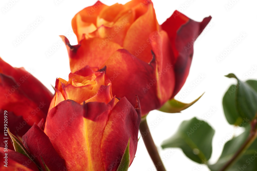 Fresh roses over the white isolated background Fresh roses over the white isolated background