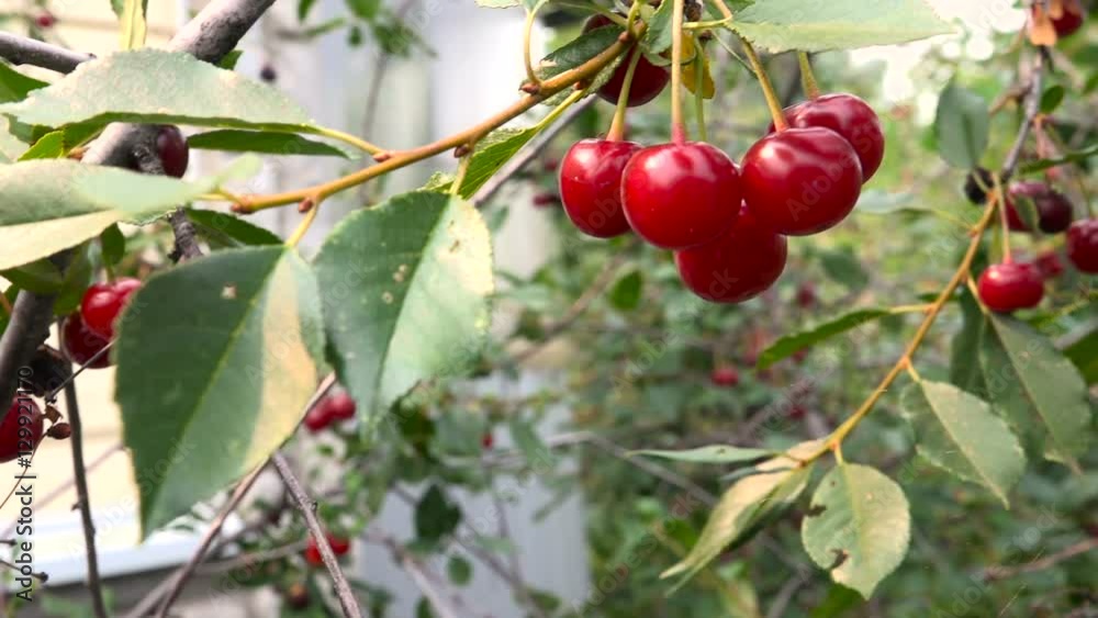 Branches of Ripe Cherries Panorama Summer Day Branches of Ripe Cherries Panorama Summer Day