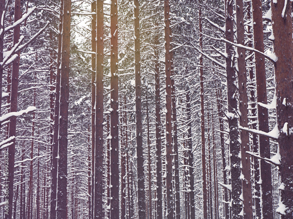 Fototapeta premium Snow covered pine trees in winter forest.