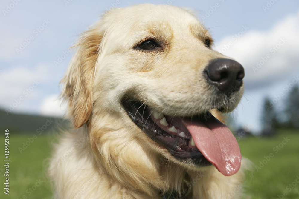 Extreme closeup of golden retriever panting outdoors Extreme closeup of golden retriever panting outdoors