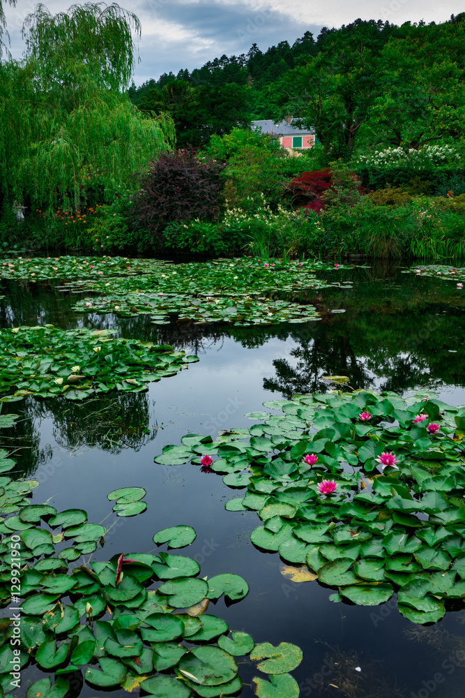 Waterlies in front of Monet's house, Giverny, Normandy, France