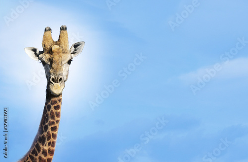Maasai Giraffe (Giraffa Camelopardalus) against blue sky © moodboard