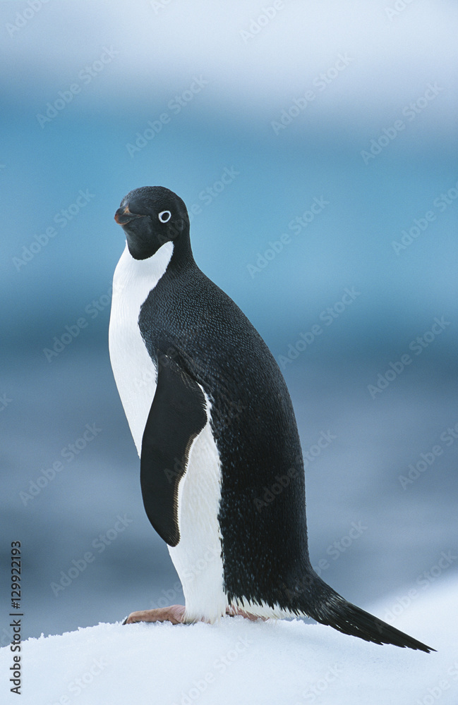 Obraz premium Penguin on snow
