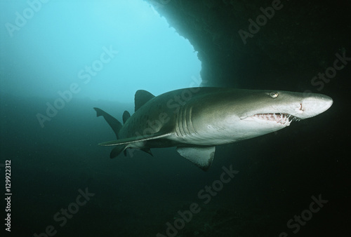 Aliwal Shoal Indian Ocean South Africa sand tiger shark (Carcharias taurus) in underwater cave © moodboard