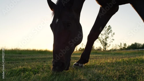 CLOSE UP LOW ANGLE: Beautiful horse gazing on big meadow field at golden sunset