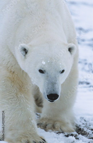 Polar Bear walking in snow Yukon