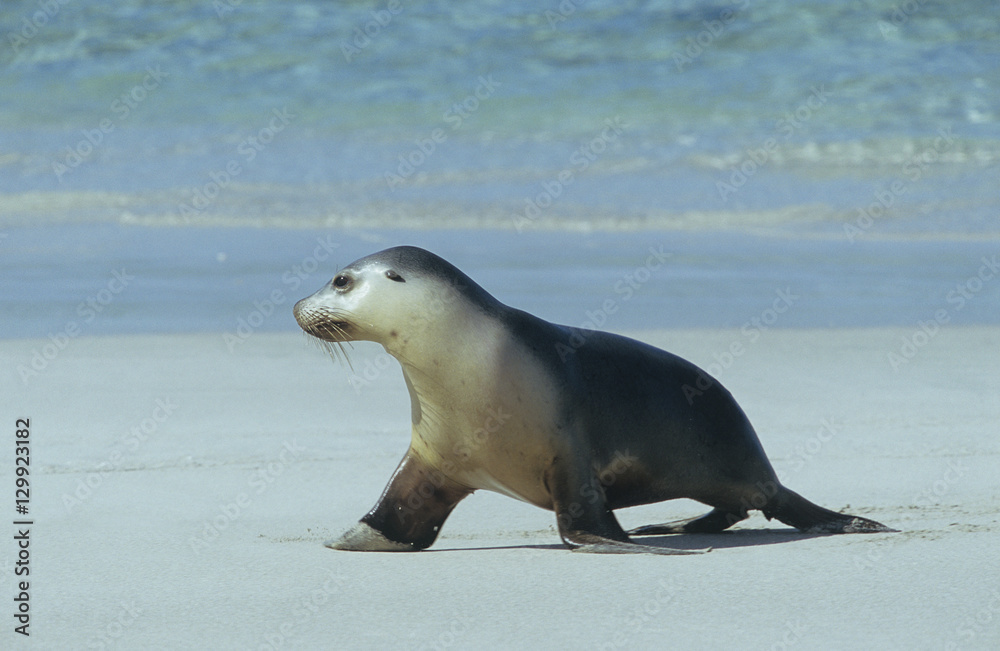 Fototapeta premium Fur seal walking on beach