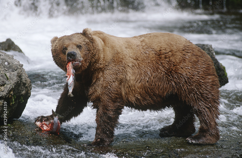 USA Alaska Katmai National Park Brown Bears eating Salmon river side view USA Alaska Katmai National Park Brown Bears eating Salmon river side view