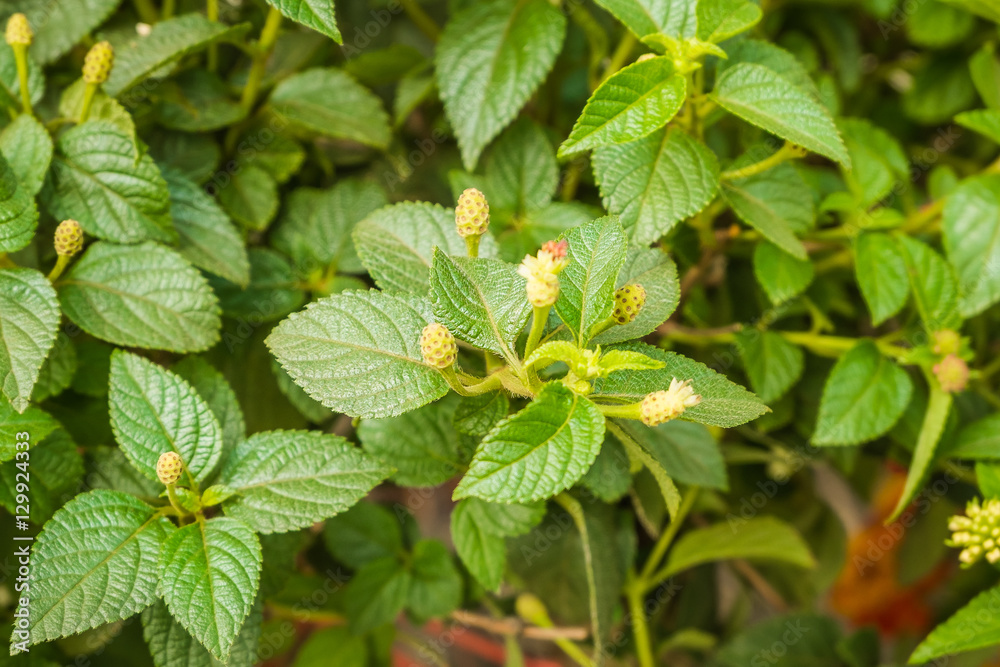 Close-up Lantana Camara before flower bloom in the garden for Background