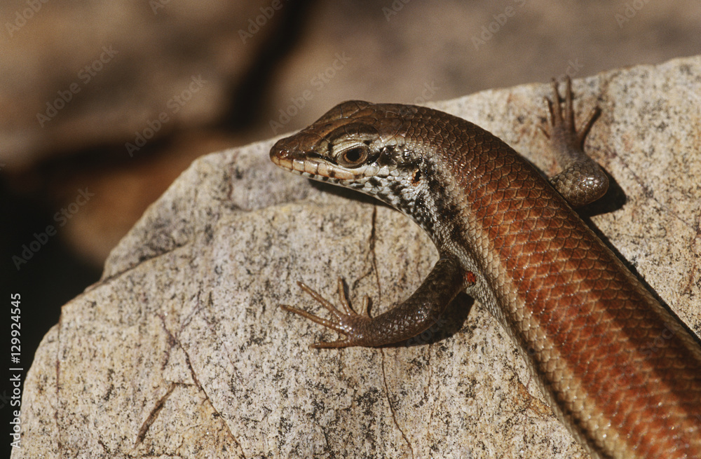 Variable Skink resting on rock elevated view Variable Skink resting on rock elevated view