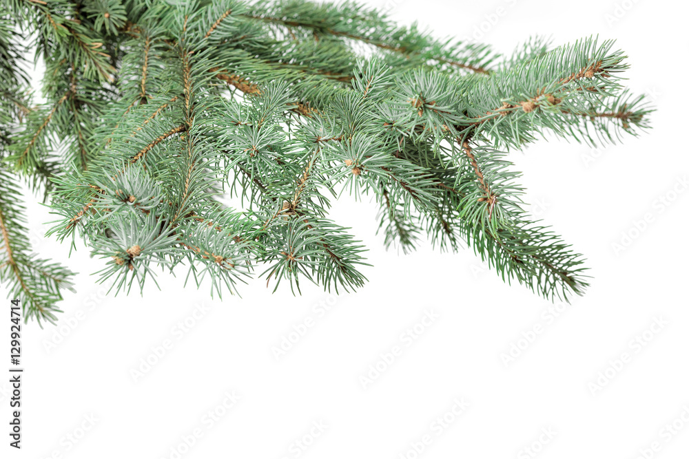 green fir branch green fir branch
