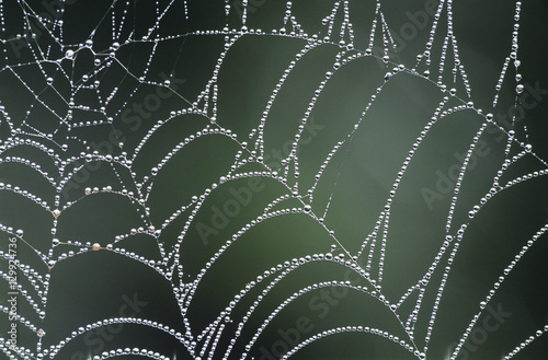 Dew covered spiders web