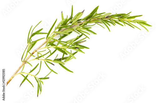twig of rosemary on a white © onairjiw