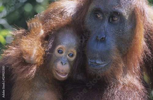 Orangutan embracing young close-up © moodboard