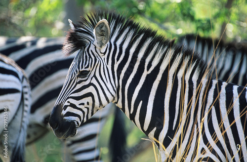 Fototapeta Naklejka Na Ścianę i Meble -  Plains Zebra (Equus Burchelli) close-up