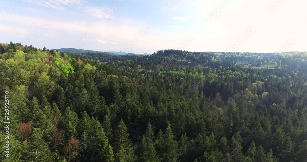 Forest. Sun rays touched the tops of the tall pines Forest. Sun rays touched the tops of the tall pines