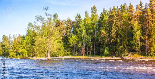 Forest on the river coast, Kotka, Finland