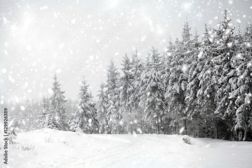 Fototapeta Winter landscape with snowy fir trees