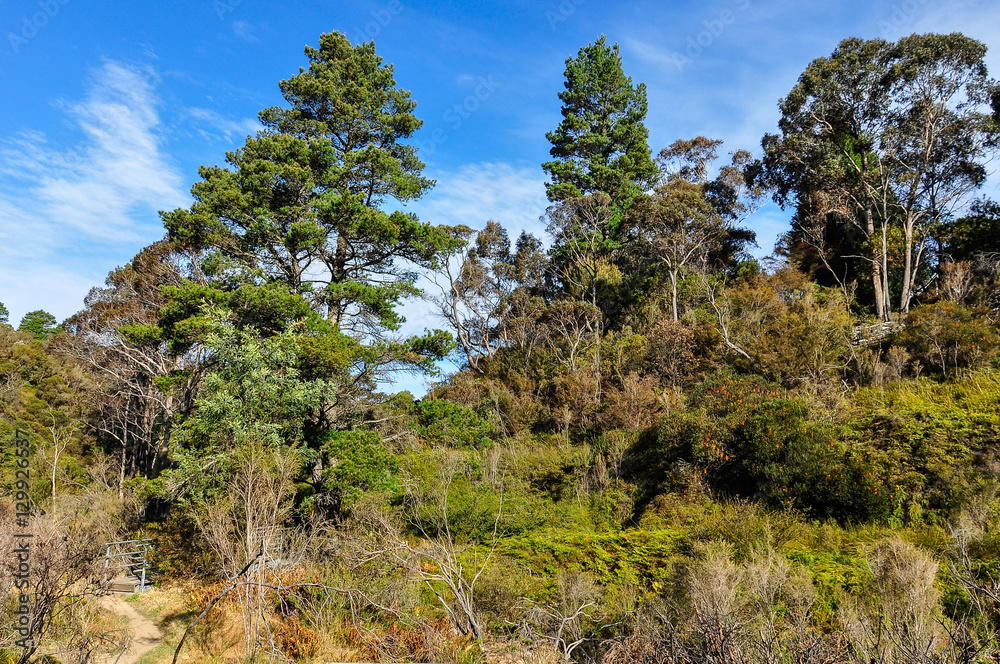 Forest near Wentworth Falls, Australia