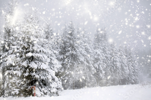 Winter landscape with snowy fir trees