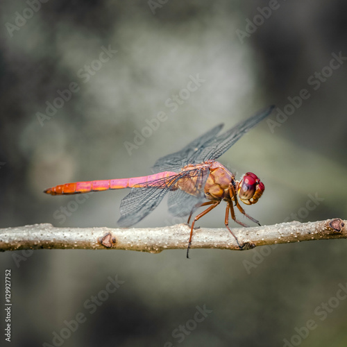 Red dragonfly insect resting on twig closeup macro square