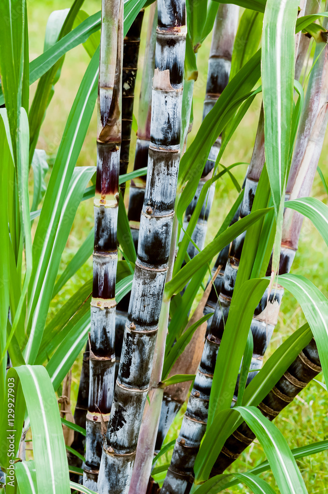 Obraz premium Sugar cane plant closeup tropical climate plantation agricultural crop organic raw growth vertical