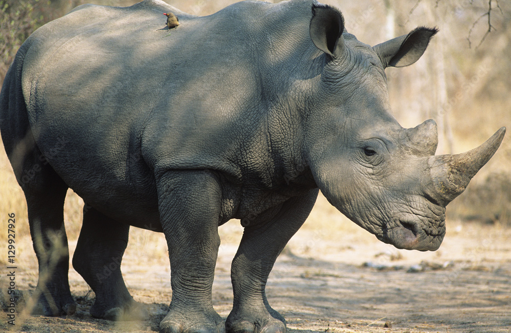 Naklejka premium Black Rhinoceros (Ceratotherium Simum)