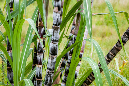 Sugar cane plant closeup tropical climate plantation agricultural crop organic raw growth horizontal photo