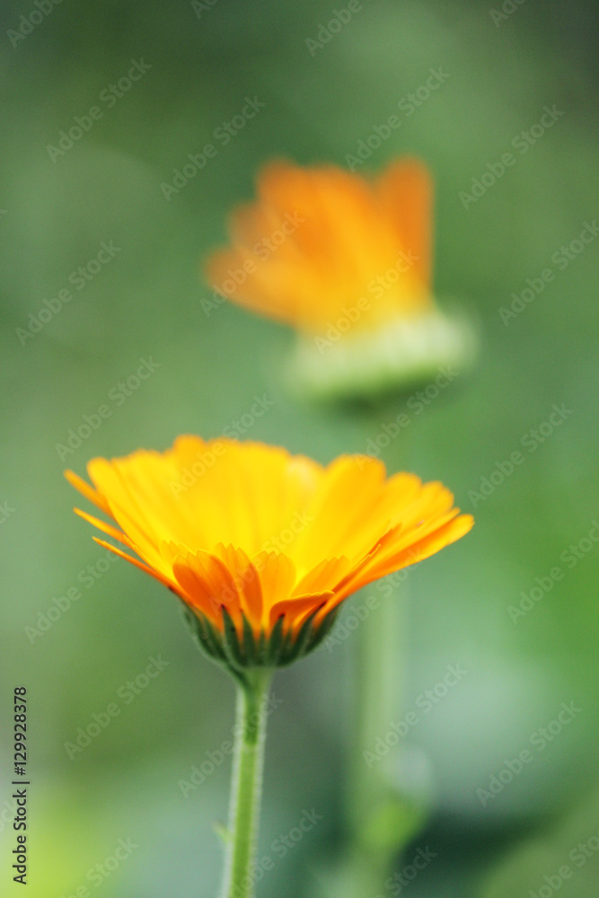 Marigold flowers Calendula officinalis in the meadow in the sunlight Marigold flowers Calendula officinalis in the meadow in the sunlight
