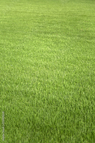 Close up view at green grass
