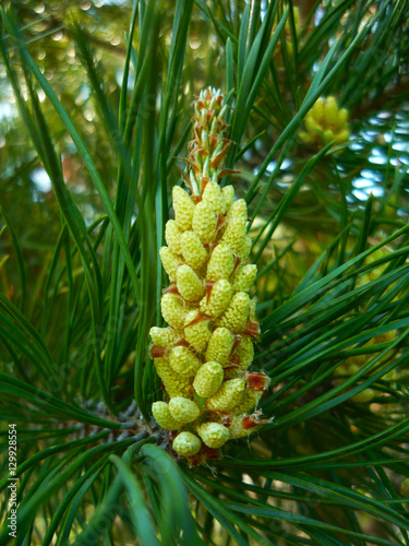 Pine Cone