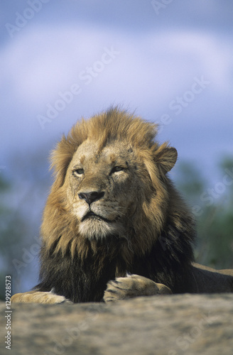 Fototapeta Naklejka Na Ścianę i Meble -  Lion resting on savannah