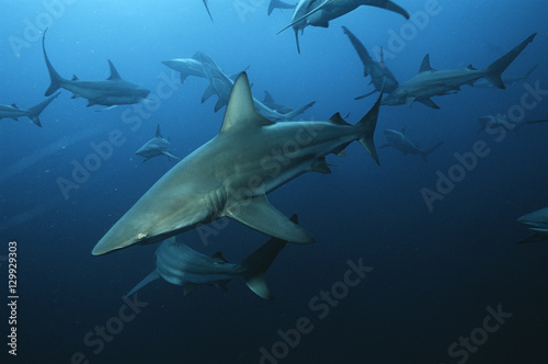 Aliwal Shoal Indian Ocean South Africa blacktip sharks (Carcharhinus limbatus) swimming in ocean