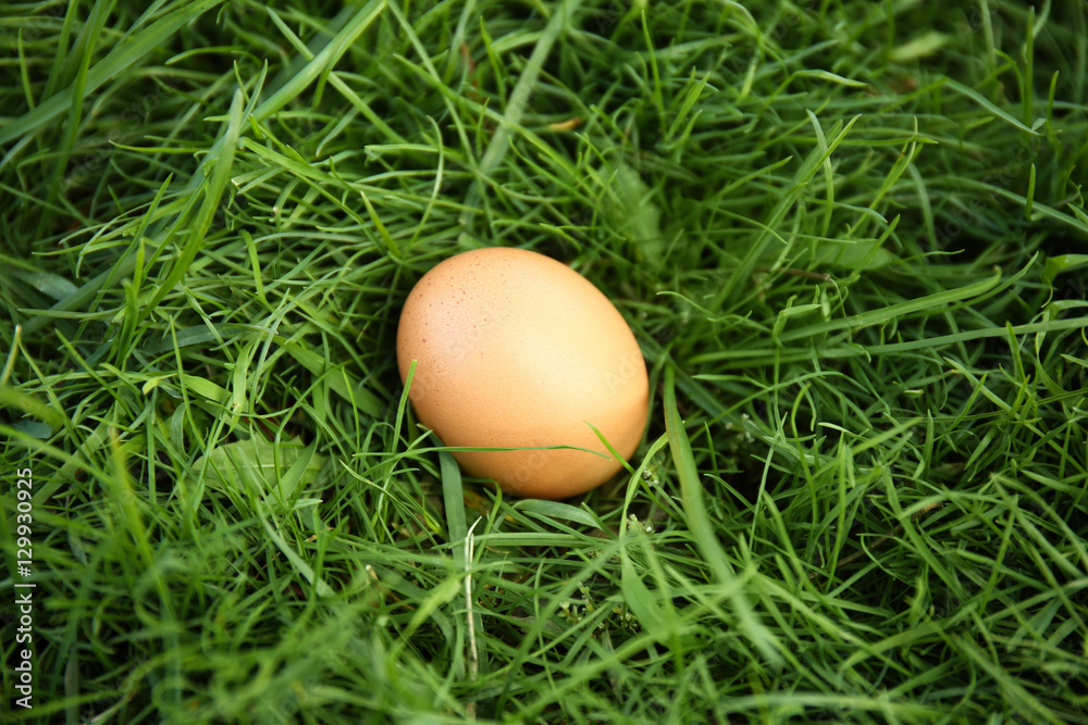 Raw egg on green grass background Raw egg on green grass background