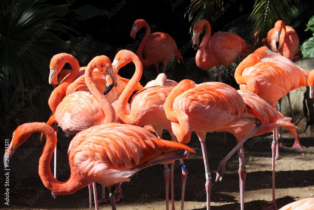 Obraz premium Flamingo 