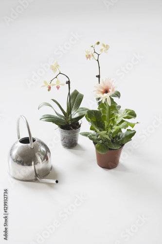 Three potted flowers and watering can on floor