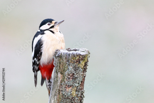 Great-spotted woodpecker