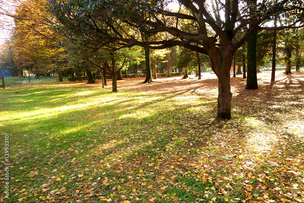 Fototapeta premium 代々木公園