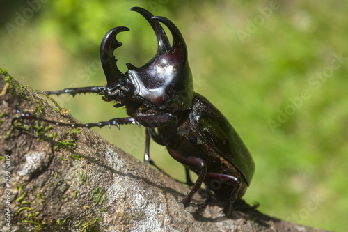 Male Dynastinae (Rhinoceros beetle), one of the largest beetles in the world, Sabah, Borneo, Malaysia photo