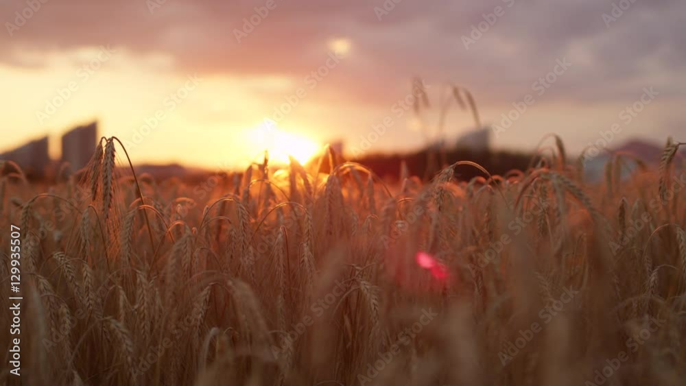 Close up golden sun shining through dry yellow wheat ear on agricultural field