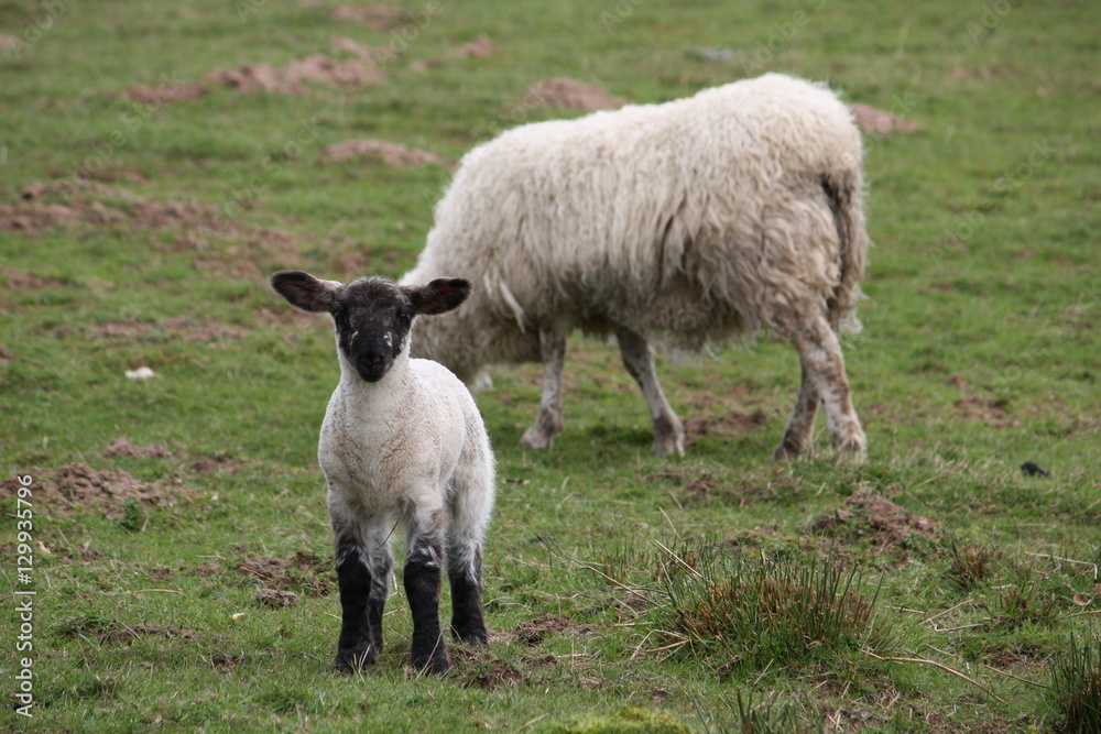 Scottish blackface lambs in a countryside farm Scottish blackface lambs in a countryside farm
