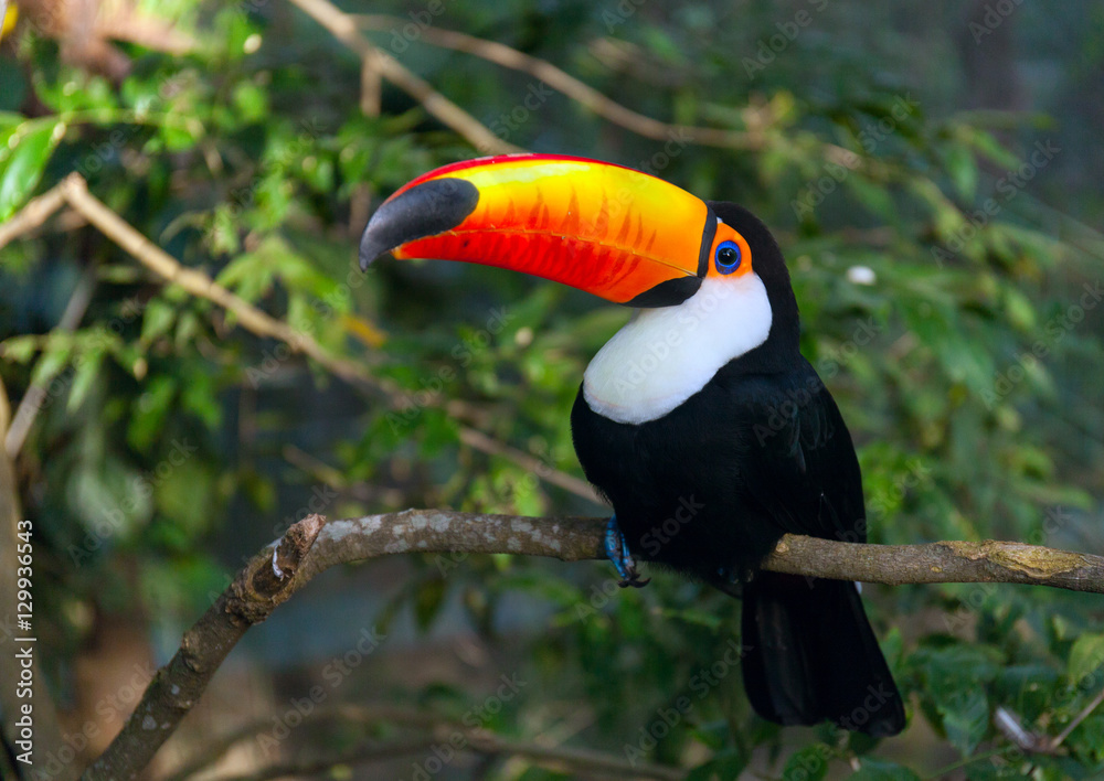 Toucan Ramphastos toco sitting on tree branch in tropical forest Toucan Ramphastos toco sitting on tree branch in tropical forest