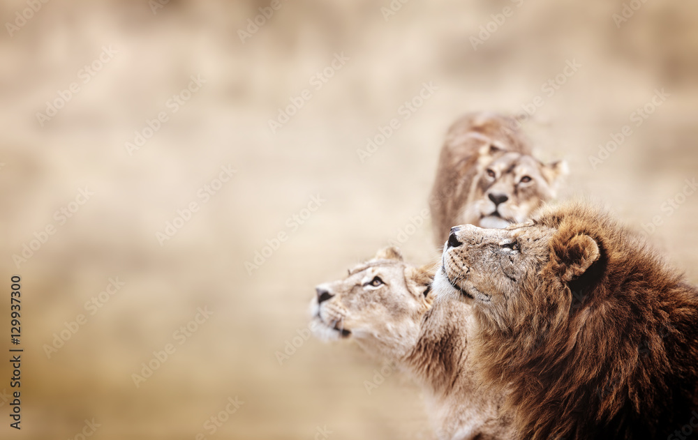 Naklejka premium Wygląd lwów. Rodzina lwów afrykańskich szuka