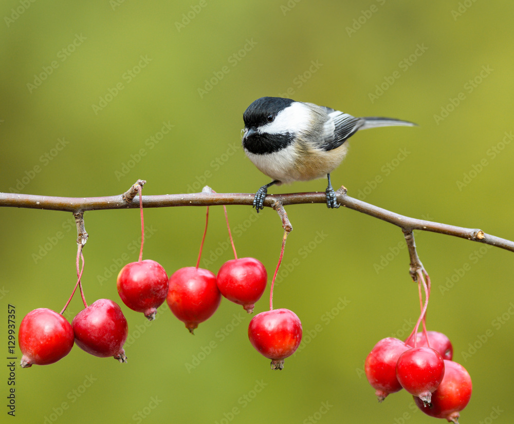 Obraz premium Black-Capped Chickadee Perched on Red Crabapple Branch in Fall
