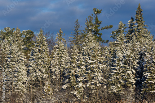 Winter wallpaper, pine trees covered in snow