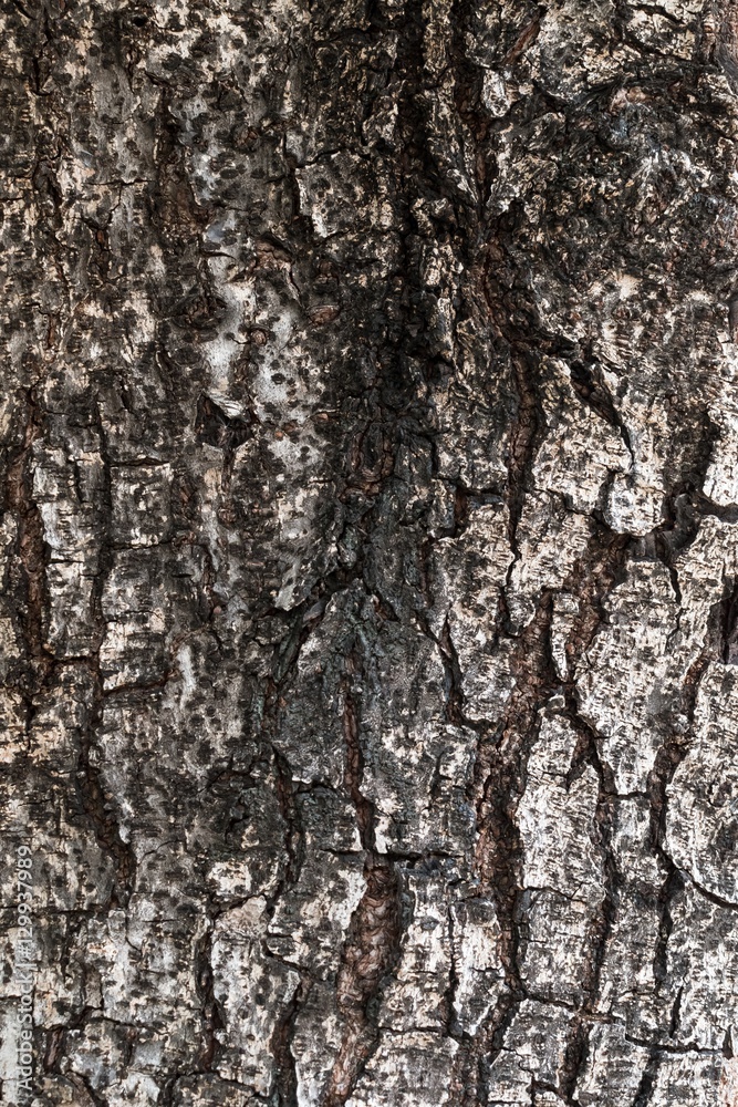 Bark, show their age Bark, show their age