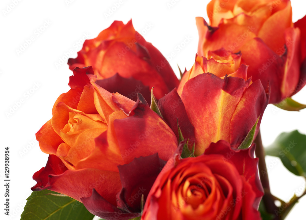 Fresh roses over the white isolated background Fresh roses over the white isolated background
